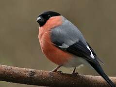 Eurasian Bullfinch