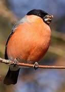 Eurasian Bullfinch