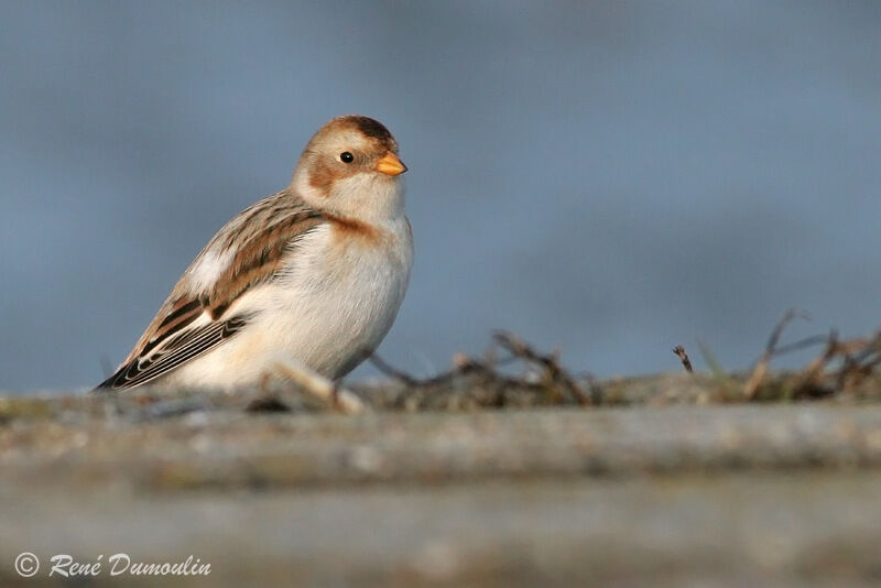 Snow Bunting male adult post breeding, identification