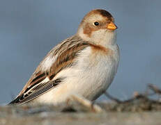 Snow Bunting