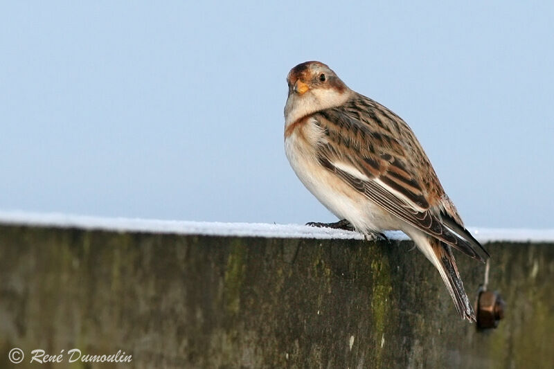 Snow Buntingadult post breeding, identification