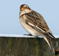 Snow Bunting