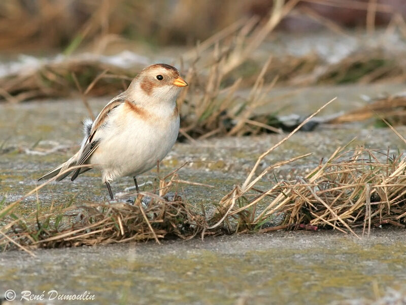 Snow Bunting male adult post breeding, identification