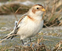 Snow Bunting