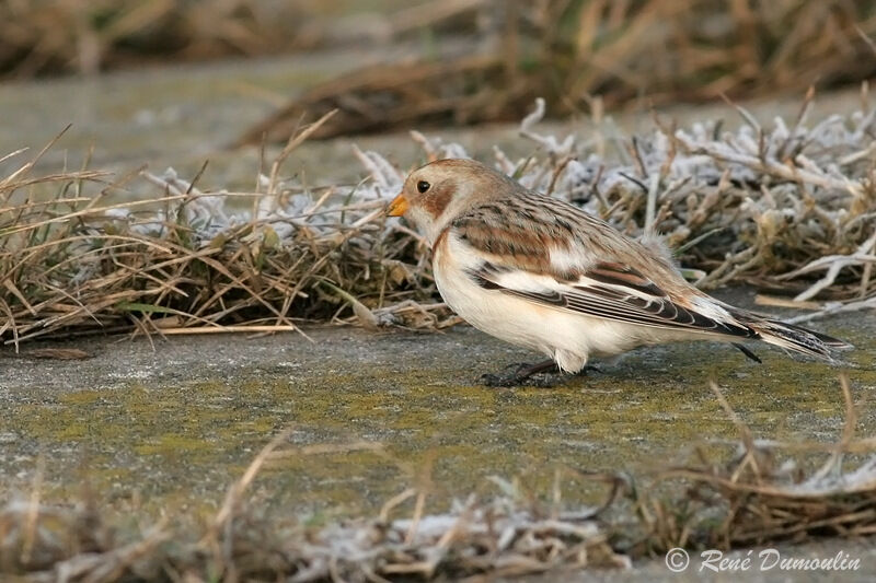 Bruant des neiges mâle adulte internuptial, identification