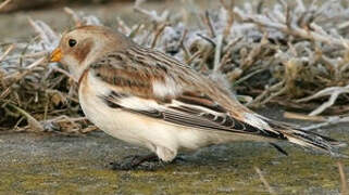 Snow Bunting