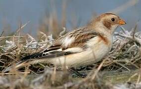 Snow Bunting