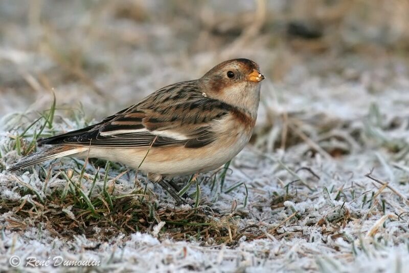 Bruant des neiges, identification