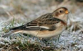 Snow Bunting