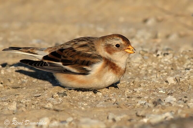 Bruant des neigesadulte internuptial, identification