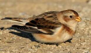 Snow Bunting