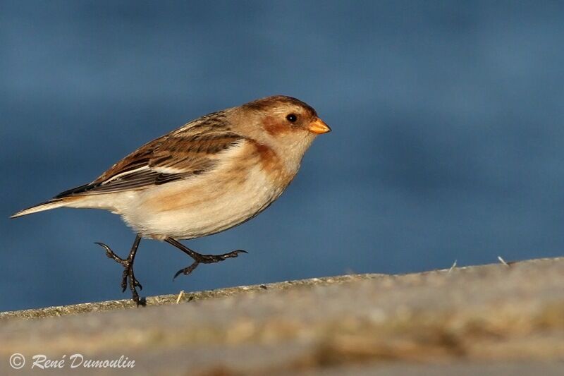 Snow Bunting male immature, identification