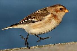 Snow Bunting