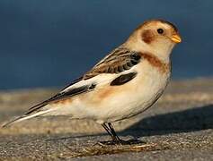 Snow Bunting