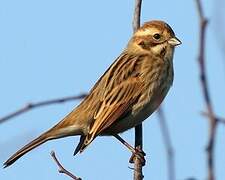 Common Reed Bunting