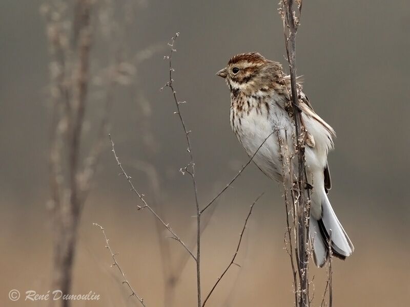 Common Reed Bunting male adult post breeding, identification