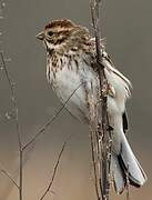 Common Reed Bunting