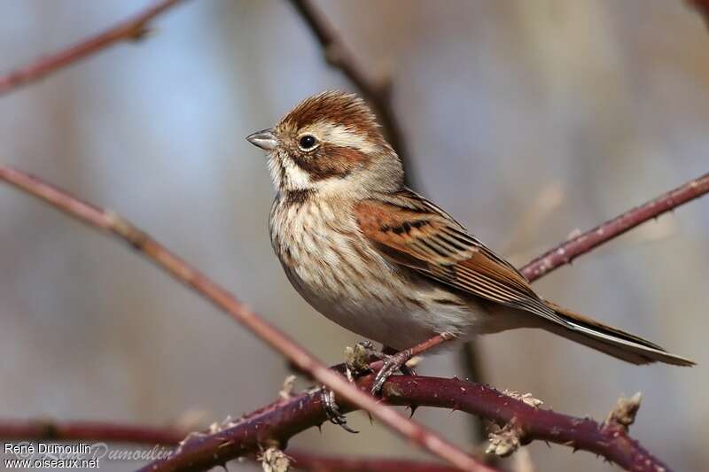 Bruant des roseaux femelle adulte, identification