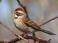 Common Reed Bunting