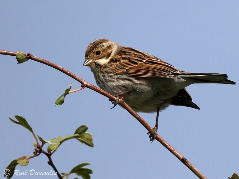 Bruant des roseaux, identification