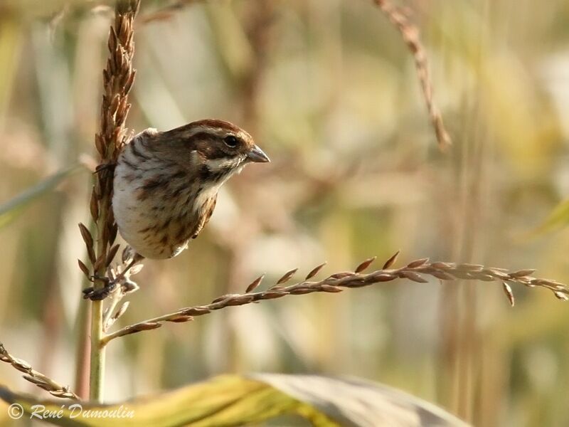 Bruant des roseaux, identification