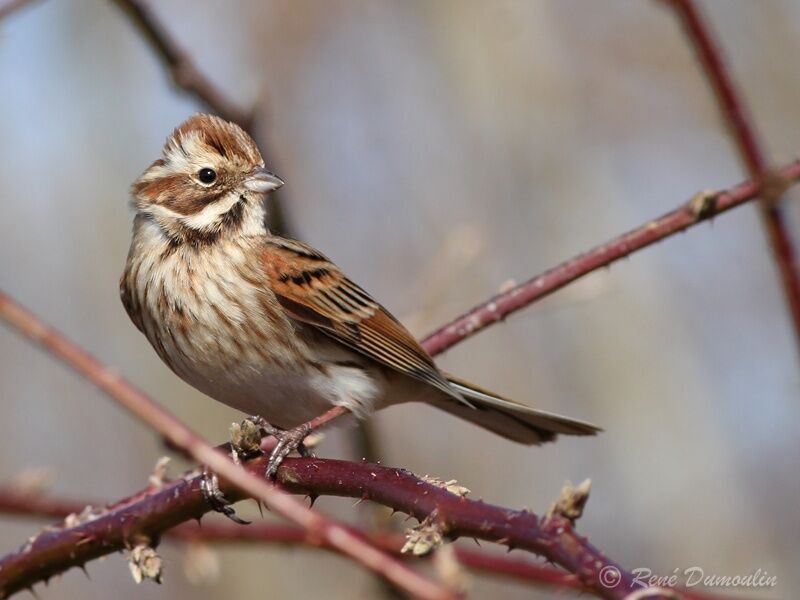 Bruant des roseaux mâle immature, identification