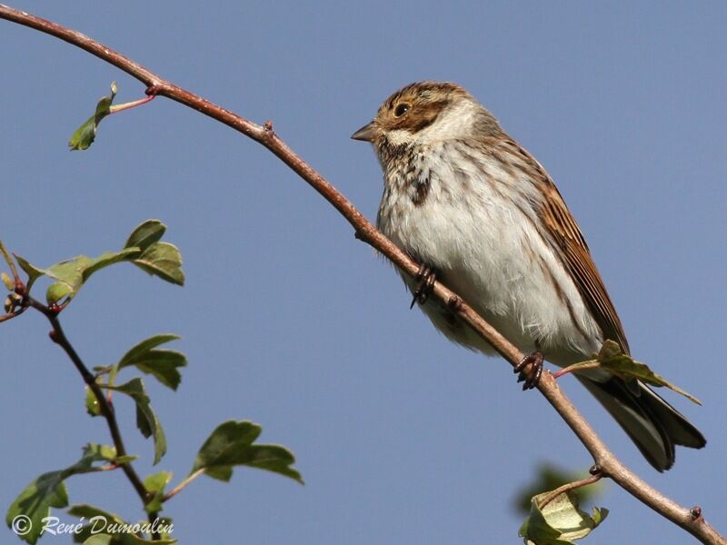 Bruant des roseaux, identification