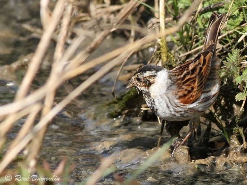 Common Reed Bunting male adult post breeding, identification