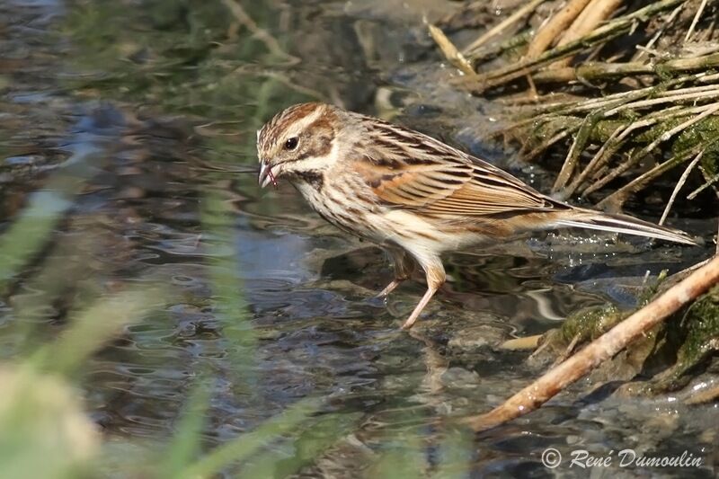 Common Reed Bunting female, identification, feeding habits