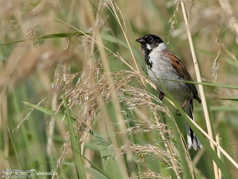 Bruant des roseaux mâle adulte, habitat