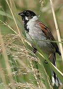 Common Reed Bunting