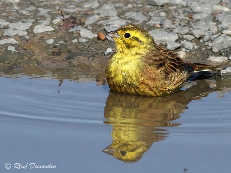 Yellowhammer male adult breeding, Behaviour