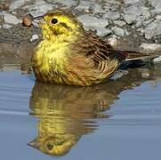 Yellowhammer