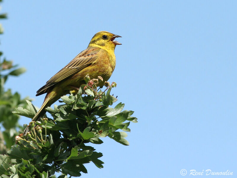 Bruant jaune mâle adulte