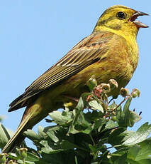 Bruant jaune