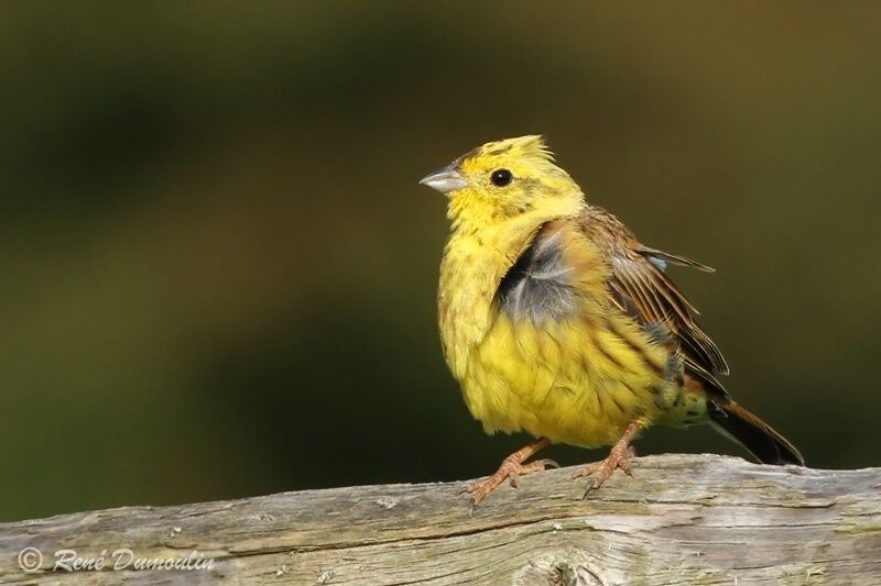 Bruant jaune mâle adulte nuptial, identification