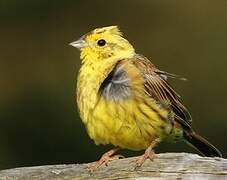 Yellowhammer