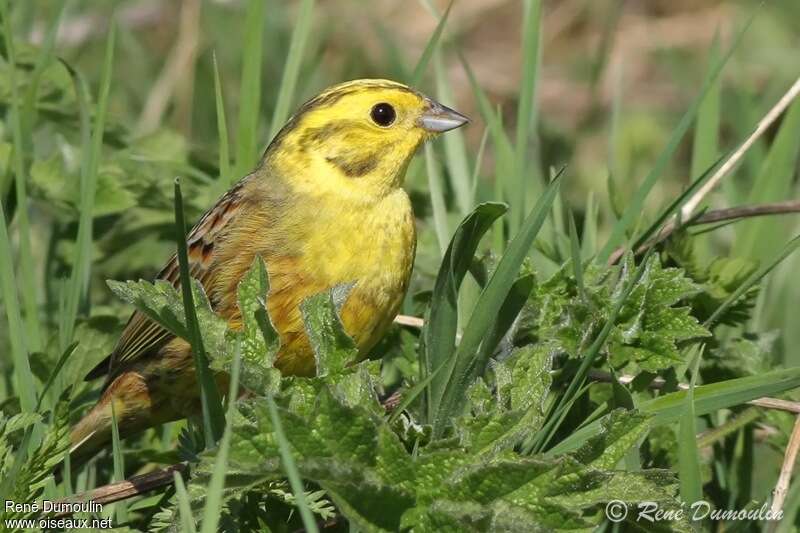 Bruant jaune mâle adulte, portrait