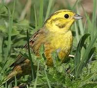 Yellowhammer