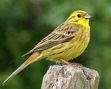 Yellowhammer