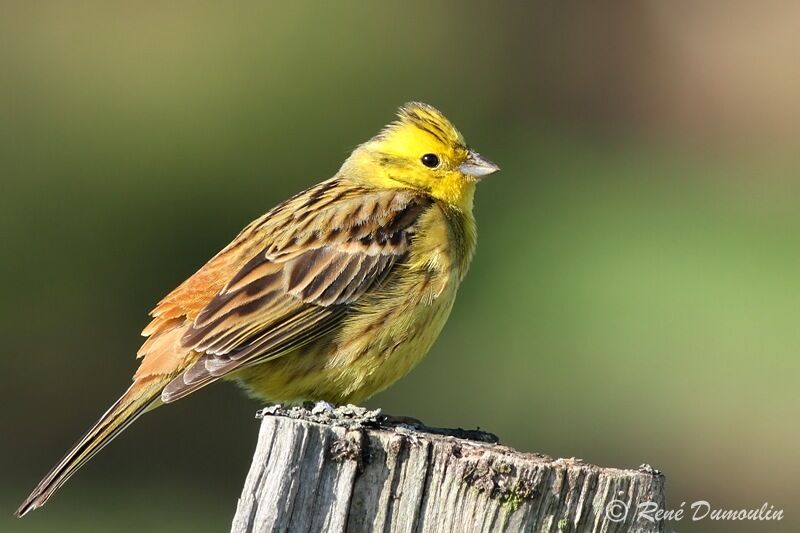 Bruant jaune mâle adulte, identification