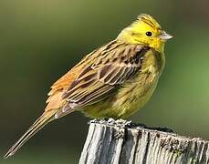 Yellowhammer