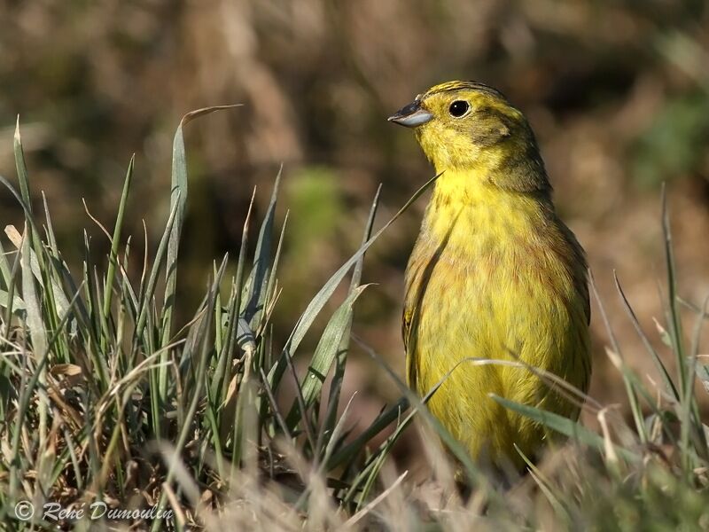 Bruant jaune mâle adulte nuptial, identification