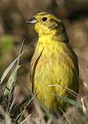 Yellowhammer