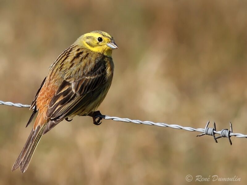 Bruant jaune mâle adulte nuptial, identification