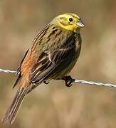 Yellowhammer