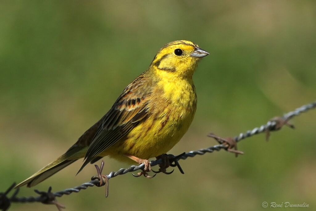 Yellowhammer male adult breeding, identification