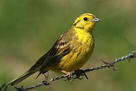 Yellowhammer