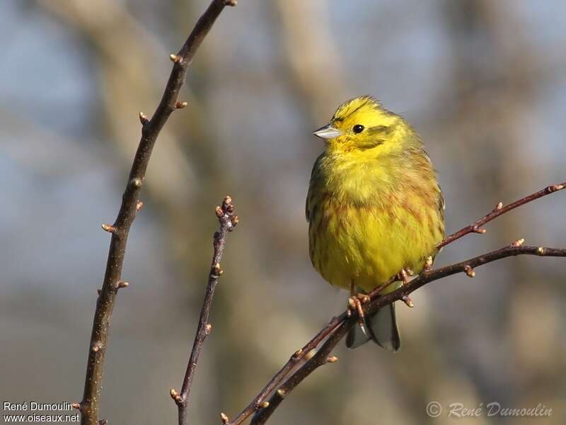 Bruant jaune mâle adulte nuptial, identification