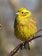 Yellowhammer